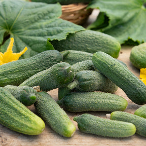 Cucumis sativus vert petit de paris - Cornichon Vert Petit de Paris - Cornichons