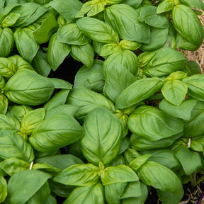 Graines d'aromatiques - Basilic Grand vert - Ocimum basilicum Grand Vert