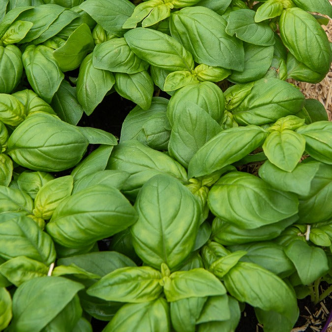 Graines d'aromatiques - Basilic Grand vert - Ocimum basilicum Grand Vert