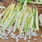 Haricot Coco nain blanc précoce - Willemse