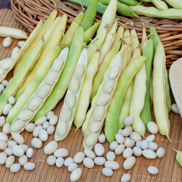 Haricot Coco nain blanc précoce - Willemse