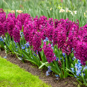 Hyacinthus orientalis woodstock - 6 Jacinthes Woodstock pourpre - Jacinthe