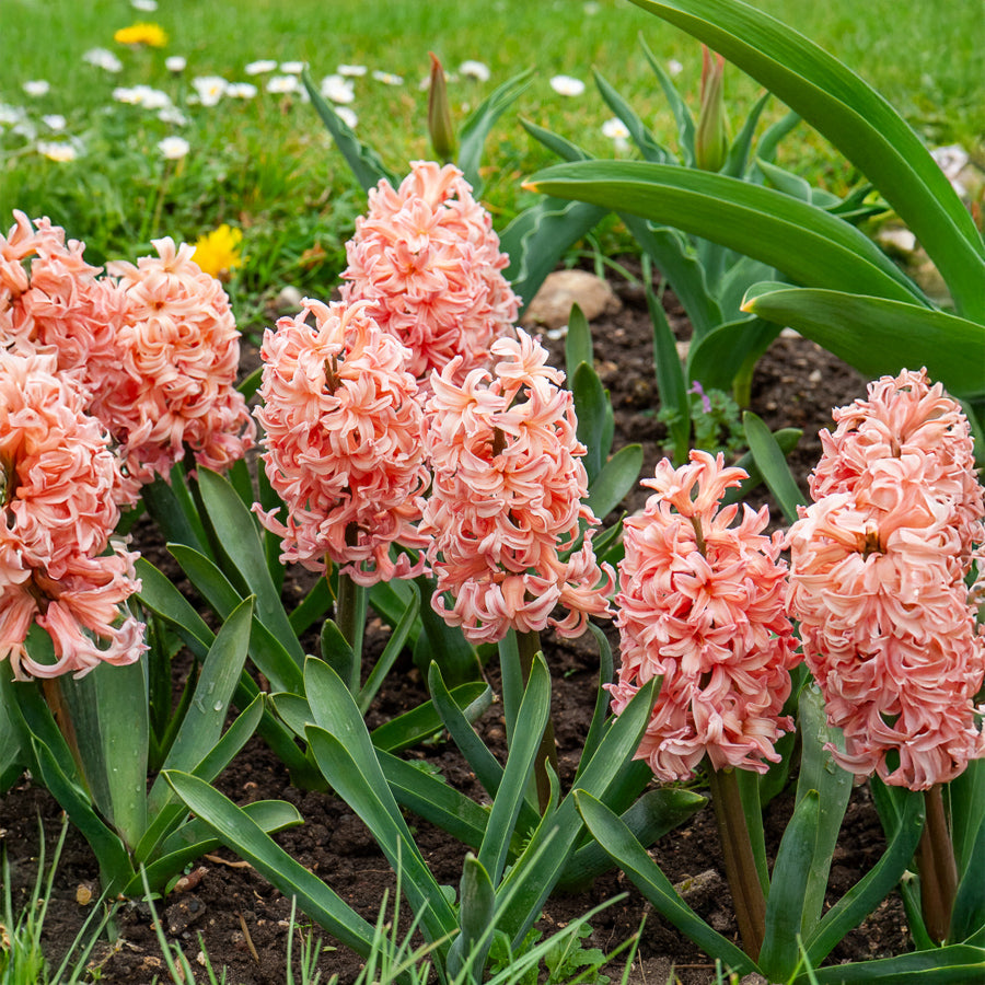 6 Jacinthes Gipsy Queen orange - Willemse