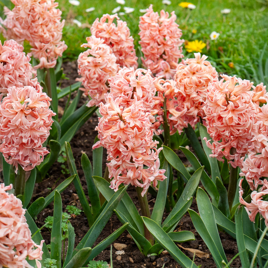 Hyacinthus orientalis gipsy queen - 6 Jacinthes Gipsy Queen orange - Jacinthe
