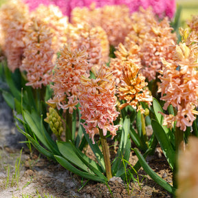 Jacinthe - 6 Jacinthes Gipsy Queen orange - Hyacinthus orientalis gipsy queen