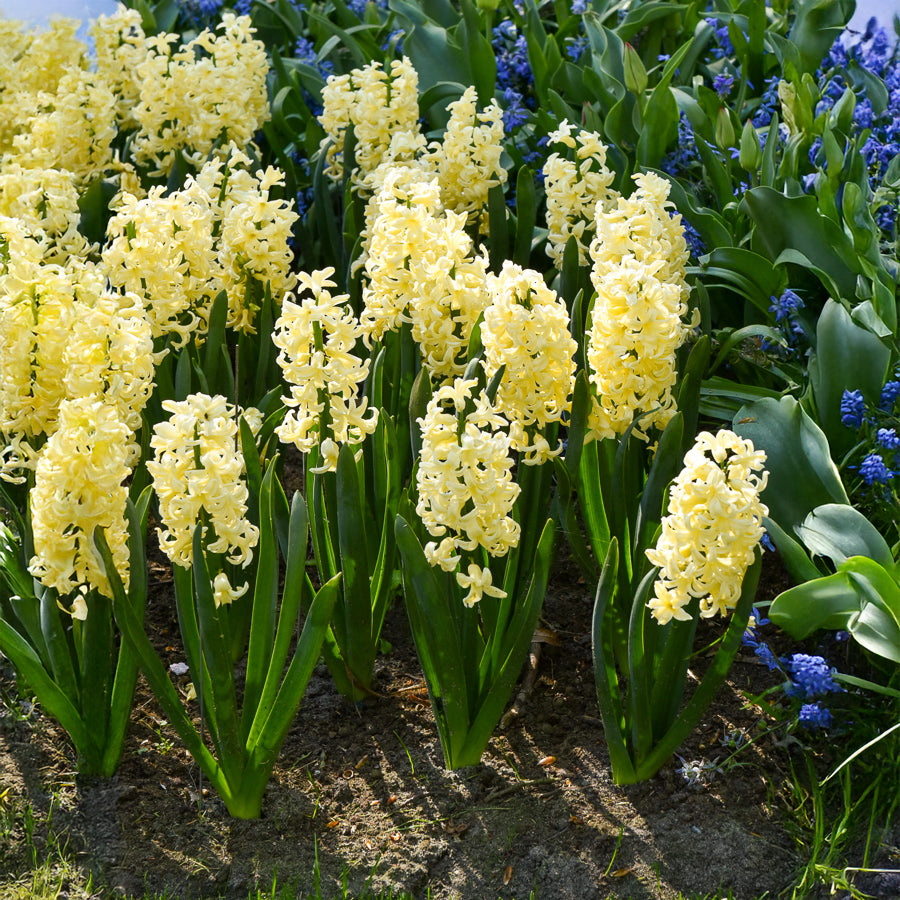 6 Jacinthes City of Haarlem jaune - Willemse