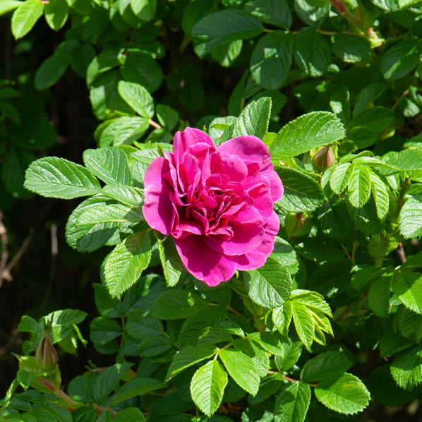 Rosier botanique Hansa - Willemse
