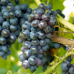 Vigne - Vigne Muscat de Hambourg - Vitis vinifera muscat de hambourg