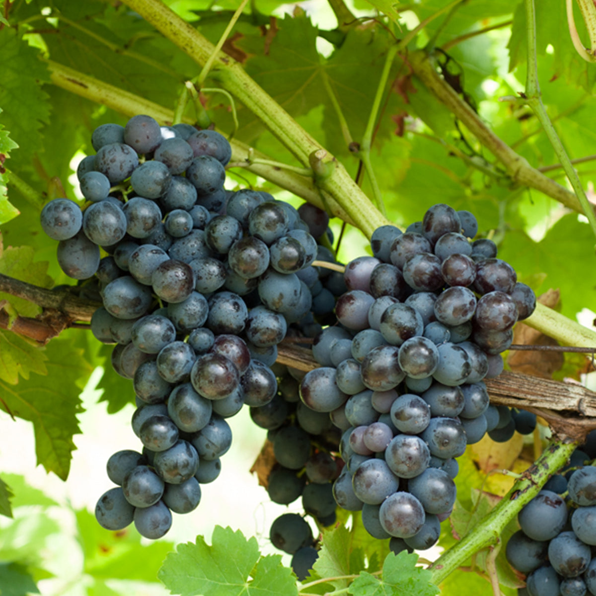 Vigne Muscat de Hambourg - Willemse