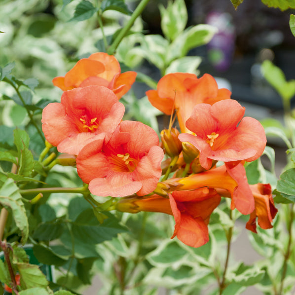 Campsis radicans x tagliabuana Madame Galen - Bignone Madame Galen - Bignone