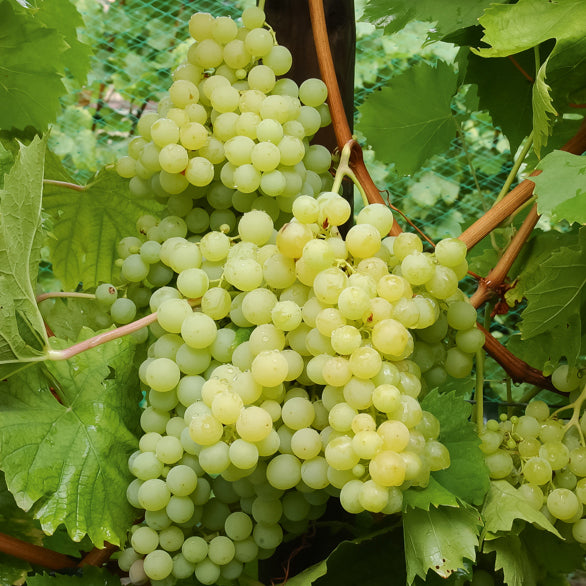 Vitis vinifera exalta - Vigne Exalta - Vigne