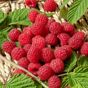 Framboisier - Framboisier remontant Heritage - Rubus idaeus Heritage