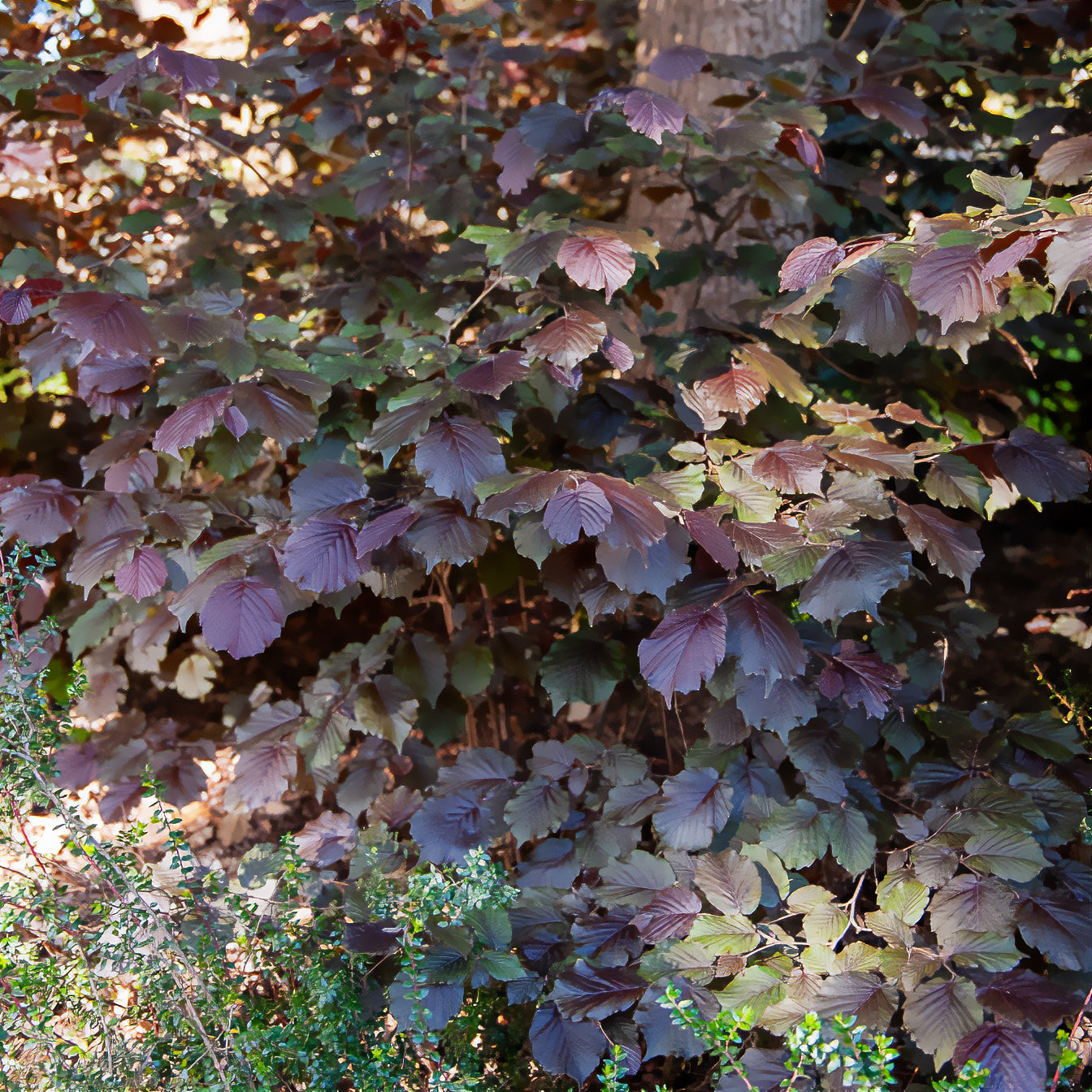 Noisetier - Noisetier pourpre - Corylus maxima purpurea