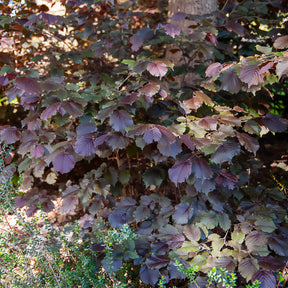 Noisetier - Noisetier pourpre - Corylus maxima purpurea