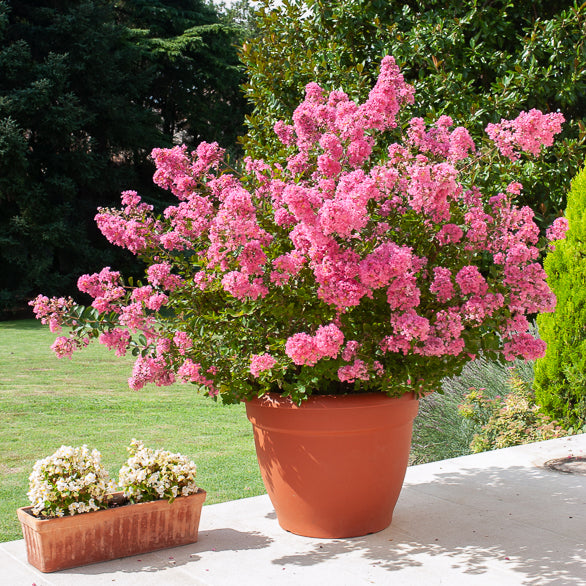 Vente Lilas des Indes rose - Lilas des Indes