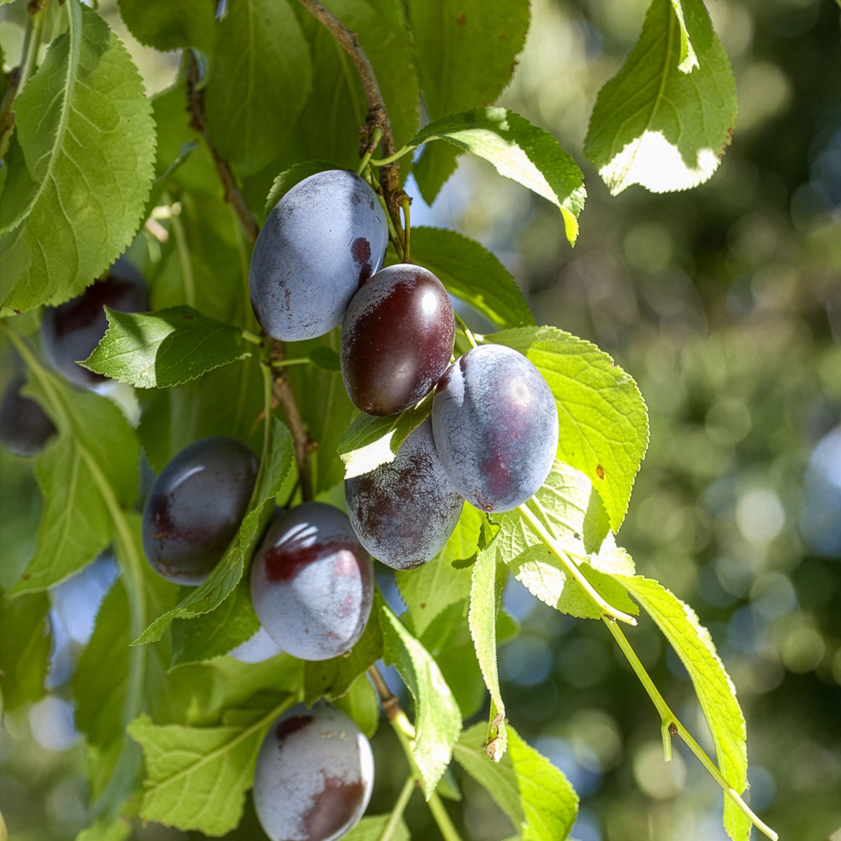 Prunier Quetsche d'Alsace - Prunus domestica Quetsche d'Alsace - Willemse