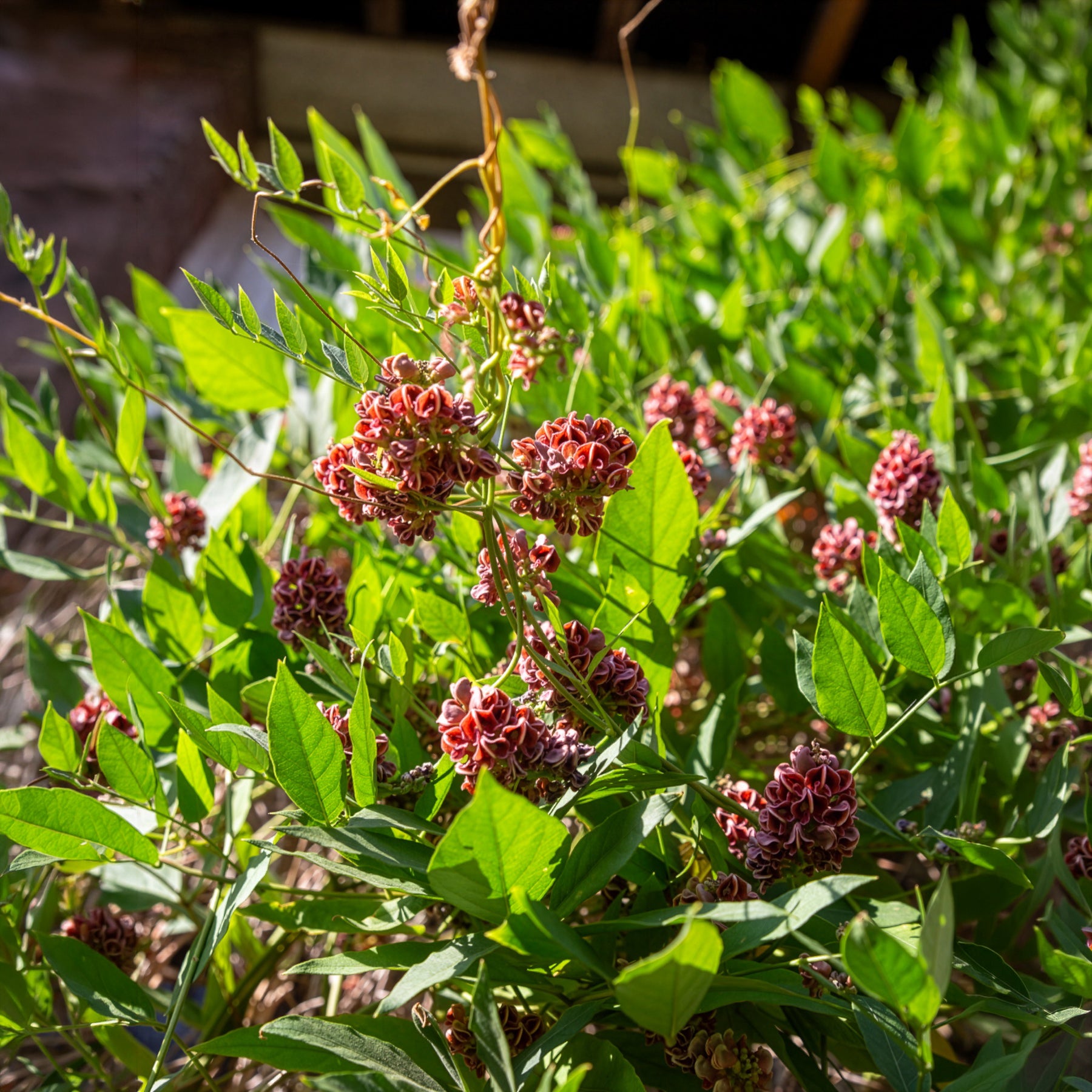 Glycine tubéreuse - Willemse
