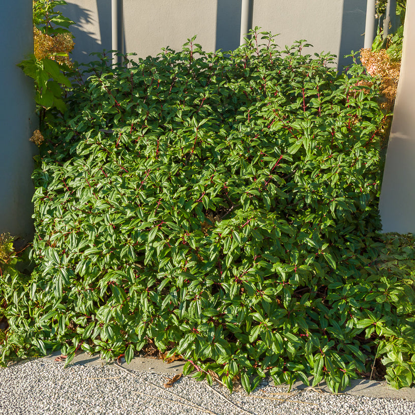 Vente Viorne de David - Viburnum davidii