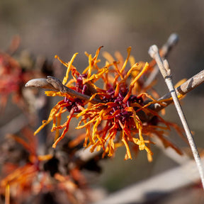 Hamamélis Aphrodite - Hamamelis x intermedia aphrodite - Willemse