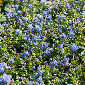 Ceanothus thyrsiflorus repens - Céanothe repens - Céanothes - Lilas de Californie