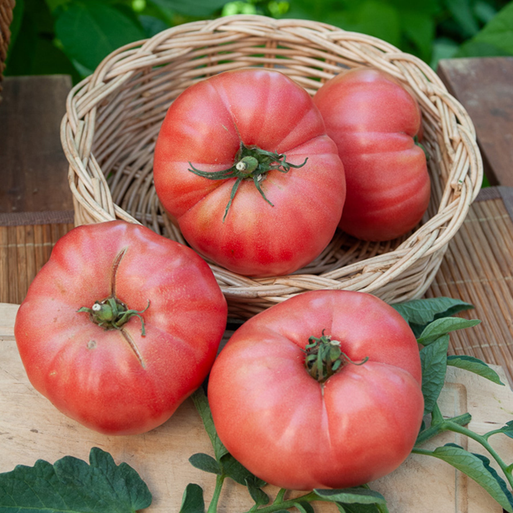 Tomate Rose de Berne - Willemse