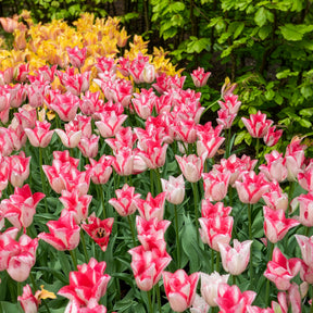 10 Tulipes Beauty trend