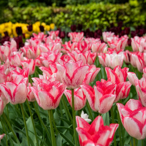 10 Tulipes Beauty trend