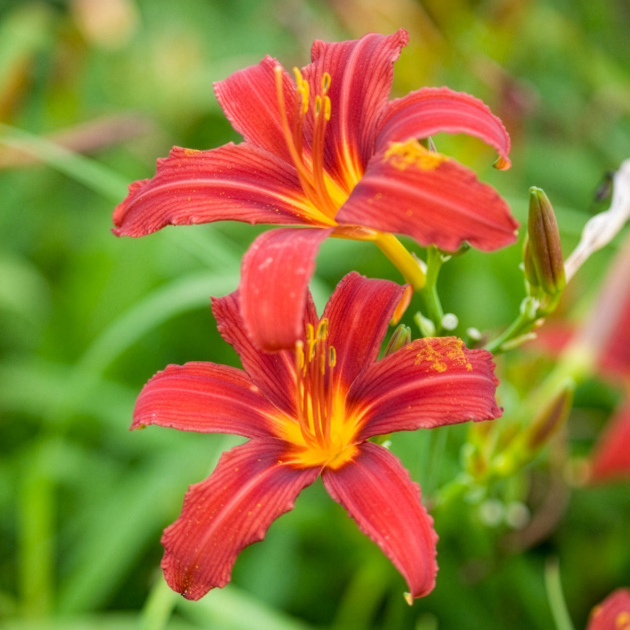 Hémérocalle Crimson Pirate - Willemse