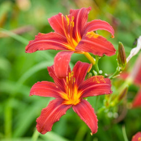 Hémérocalle Crimson Pirate - Willemse