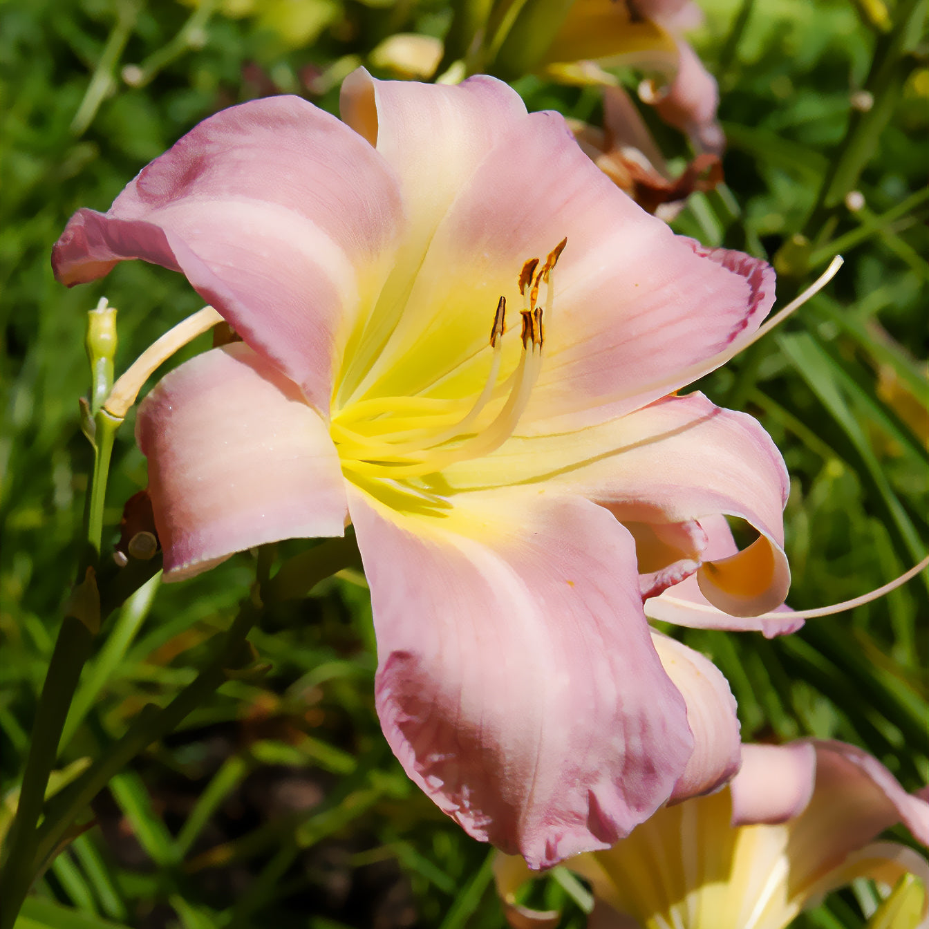 Hemerocallis Catherine Woodbury - Hémérocalle Catherine Woodbury - Hémérocalle