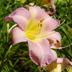 Hemerocallis Catherine Woodbury - Hémérocalle Catherine Woodbury - Hémérocalle