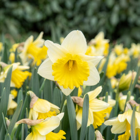 Narcissus goblet - 10 Narcisses Goblet - Narcisse