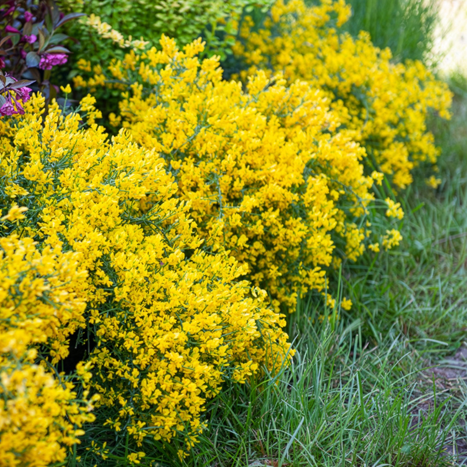 Genista lydia - Genêt de Lydie - Genêts