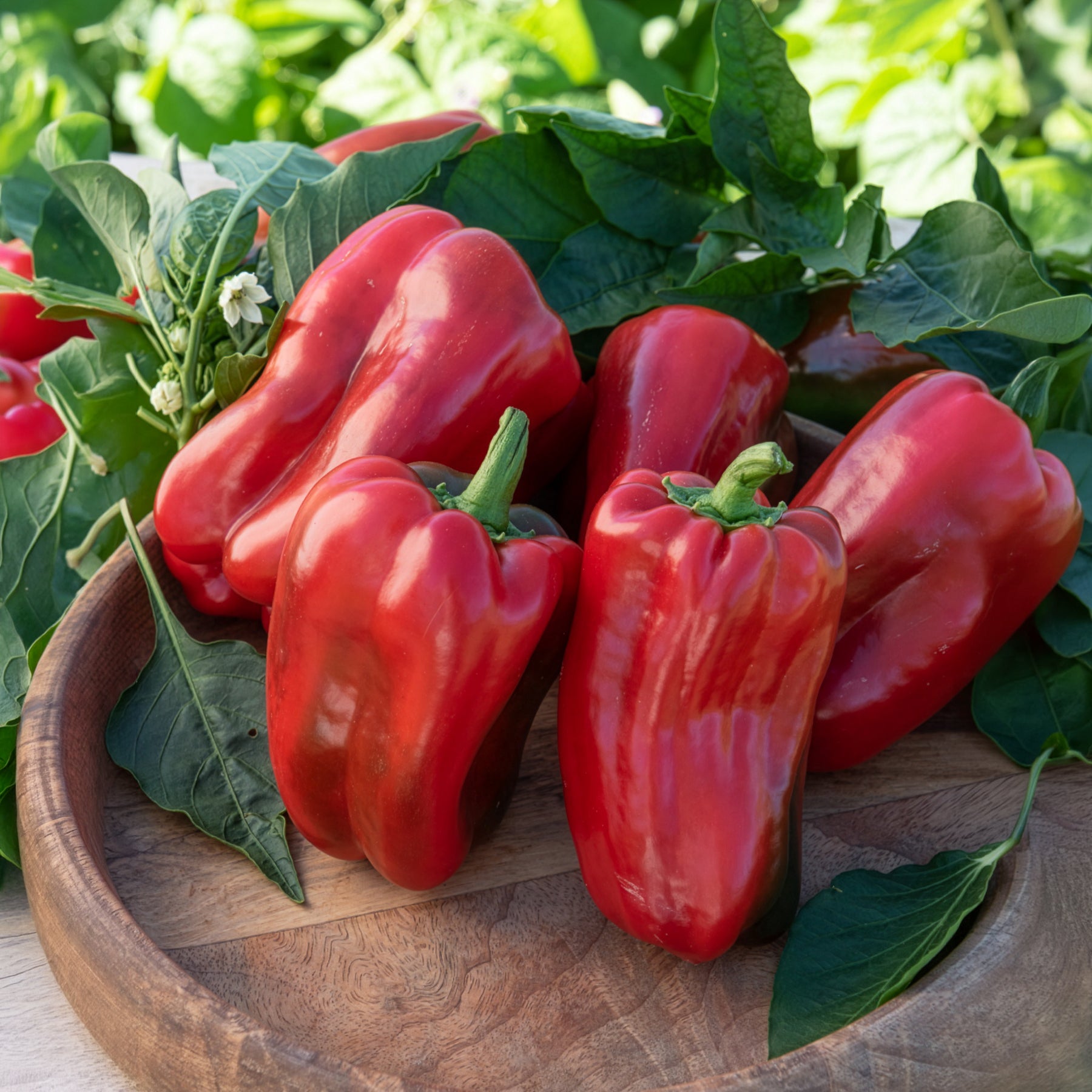 Vente 3 Plants de Poivron Lamuyo - Capsicum annuum lamuyo