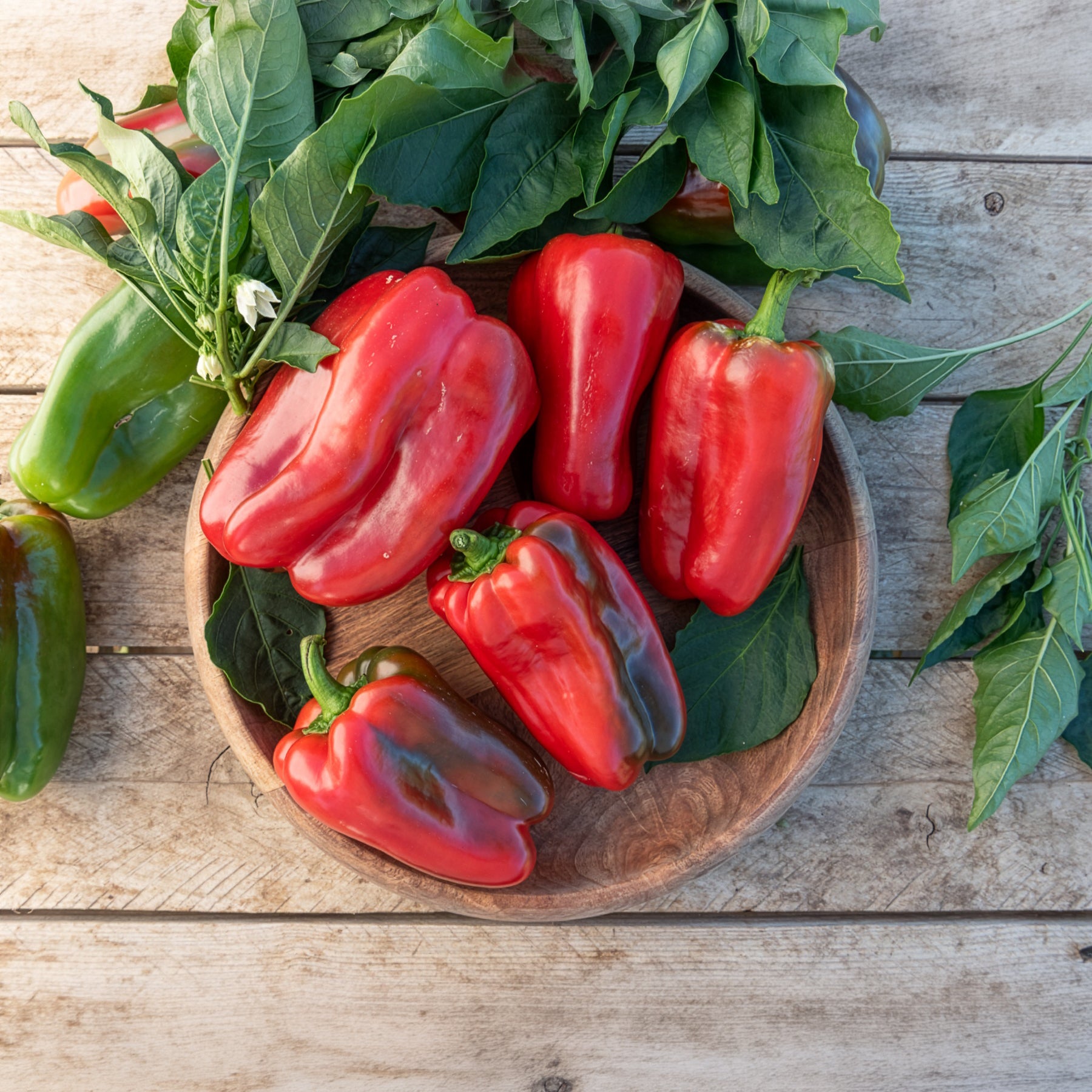 Plants de poivrons et piments - 3 Plants de Poivron Lamuyo - Capsicum annuum lamuyo