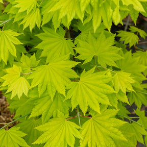 Vente Erable du Japon doré - Acer shirasawanum aureum