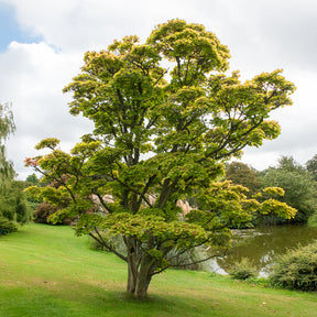 Erable du Japon - Erable du Japon doré - Acer shirasawanum aureum