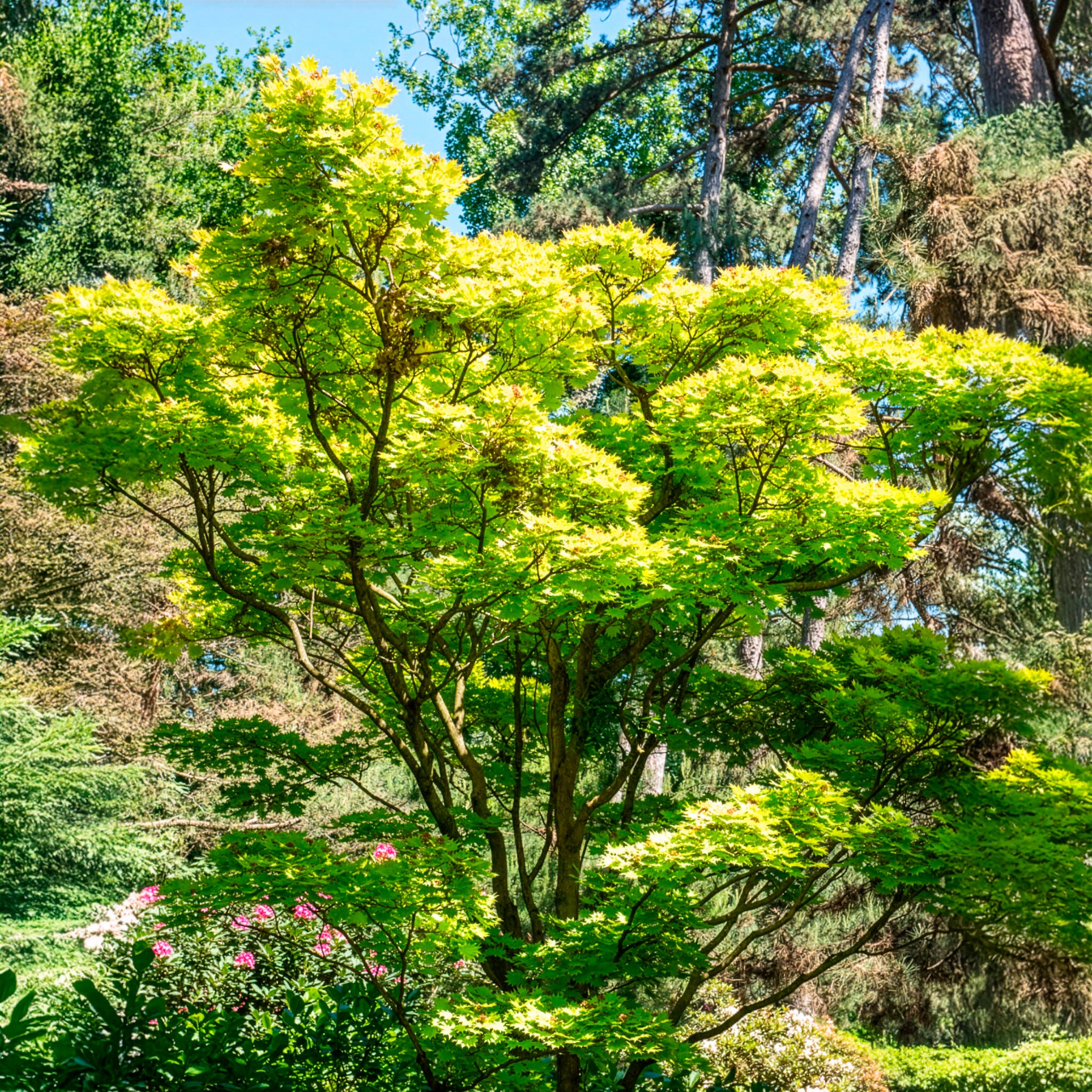 Erable du Japon doré - Acer shirasawanum aureum - Willemse