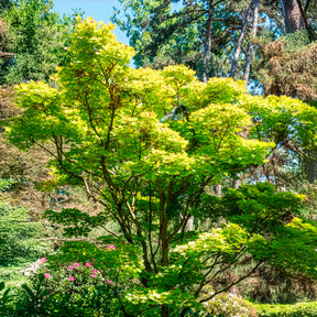 Erable du Japon doré - Acer shirasawanum aureum - Willemse