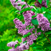 Vente Lilas Sensation - Syringa vulgaris sensation