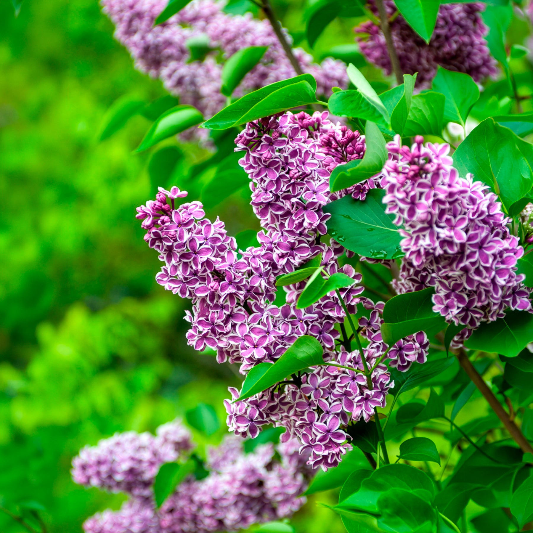 Vente Lilas Sensation - Syringa vulgaris sensation