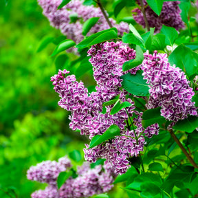 Vente Lilas Sensation - Syringa vulgaris sensation