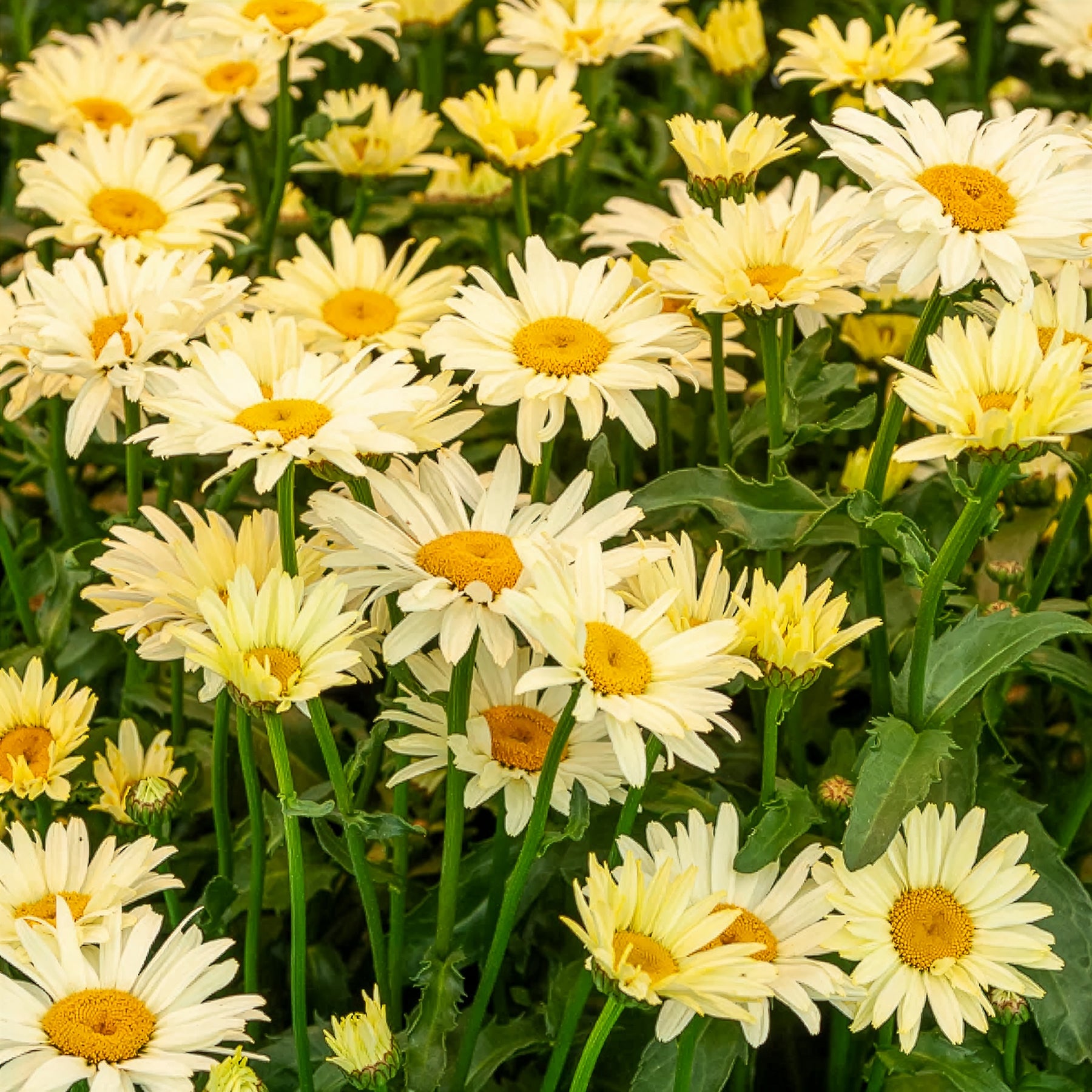 Rudbeckia Cherry Brandy, Gaillardia Kobold, Leucanthemum Banana Cream - Collection de 6 Marguerites colorées - Fleurs vivaces