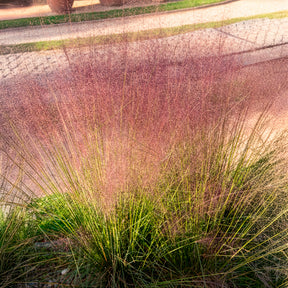 Vente 2 Herbes aux épis roses - Muhlenbergia capillaris