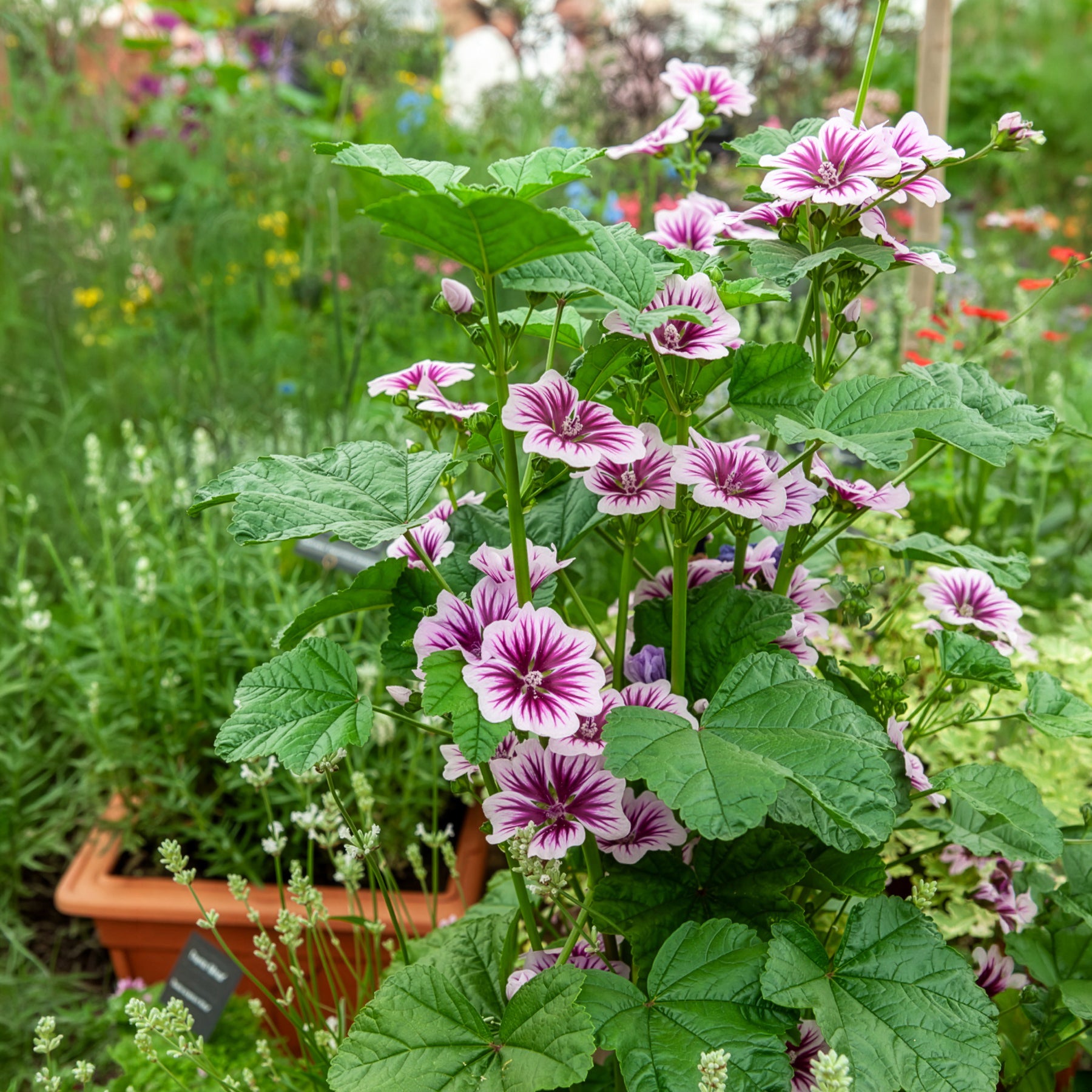 Mauves - 2 Mauves zébrées - Malva sylvestris Zebrina
