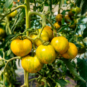 Solanum lycopersicum green zebra - 3 Plants de Tomate Green Zebra - Plants de tomates