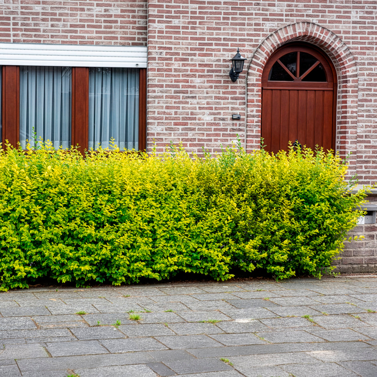 Troène de Californie doré - Willemse