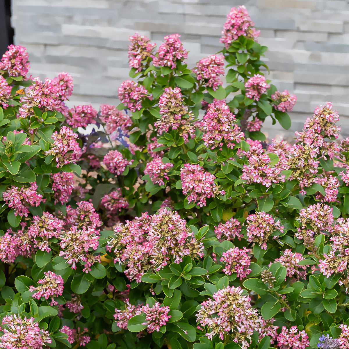 Escallonia Pink Elle - Willemse
