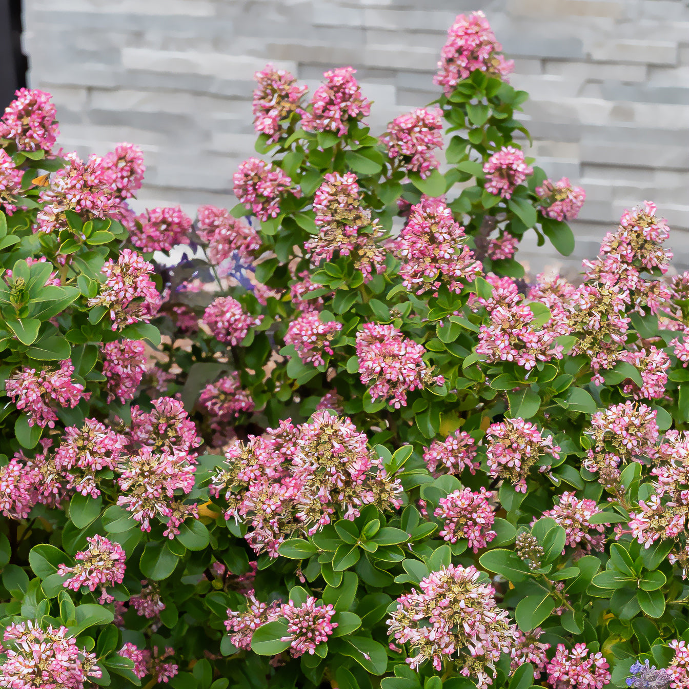 Escallonia Pink Elle - Willemse