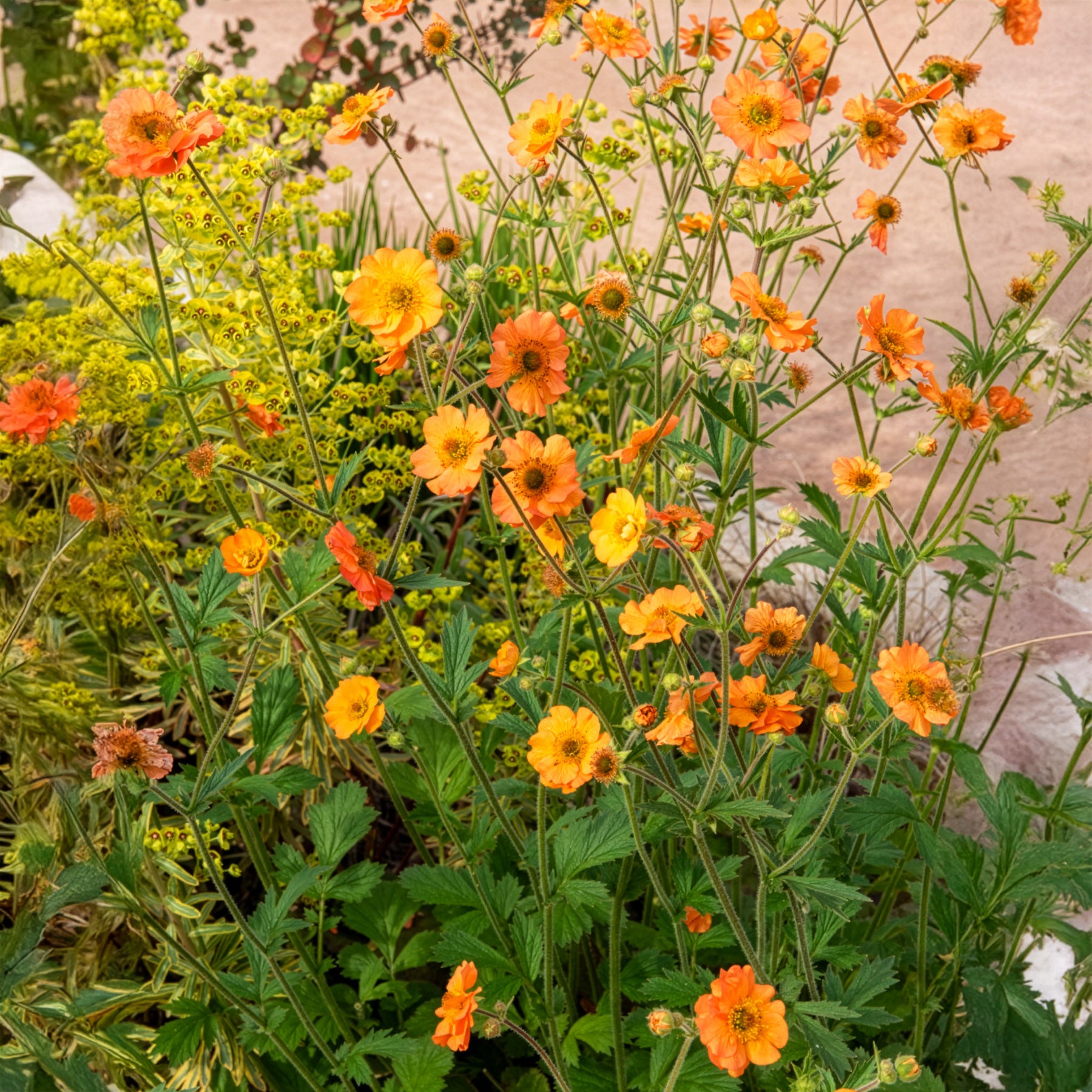 Vente Benoîte Totally tangerine - Benoîte
